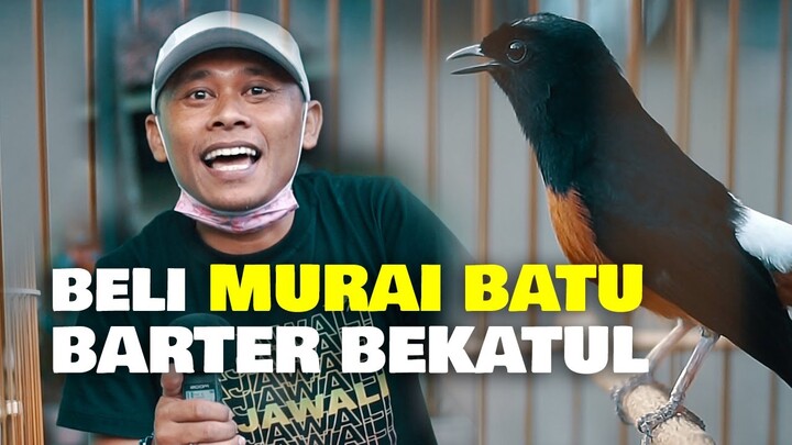 AWALNYA ISENG , BELI MURAI BATU BAYAR PAKE BEKATUL