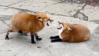 狐狸是怎么吵架的