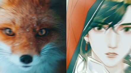 Huacheng is actually a fox! ?