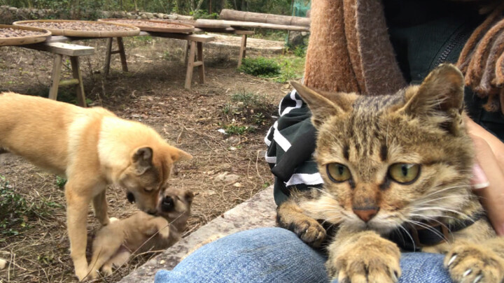Annual “toxic love” between cats and dogs: It’s clearly a movie about three of us, yet I still can’t