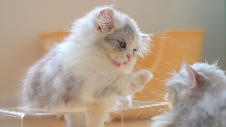 The reason why the little kitten is always so messy has been discovered!