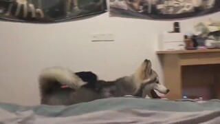 这才是真正的遛狗精髓