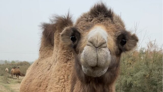 实在太酸了 送你了