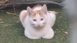 Happy Star Cat