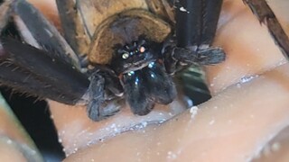 The crab spider is actually a very gentle little pet.