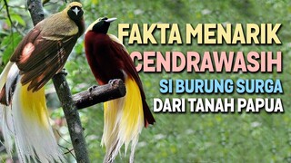 FAKTA MENARIK CENDRAWASIH SI BURUNG SURGA DARI TANAH PAPUA YANG PANDAI MERAYU