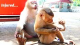 Adorable Fellow Monkey Showing His Injured Legs To The Public
