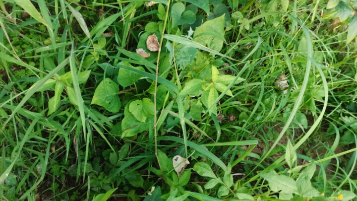 Inilah gadis paling cantik dalam acara kencan buta itu. Tak disangka, ia justru dilirik oleh seorang