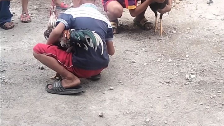 sabong muna bago katayin