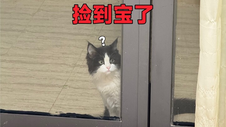 This kitten is so smart.