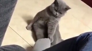 โลกของสัตว์ช่างน่าพิศวงเหลือเกิน