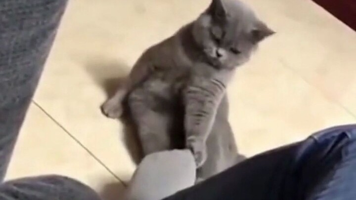 โลกของสัตว์ช่างน่าพิศวงเหลือเกิน