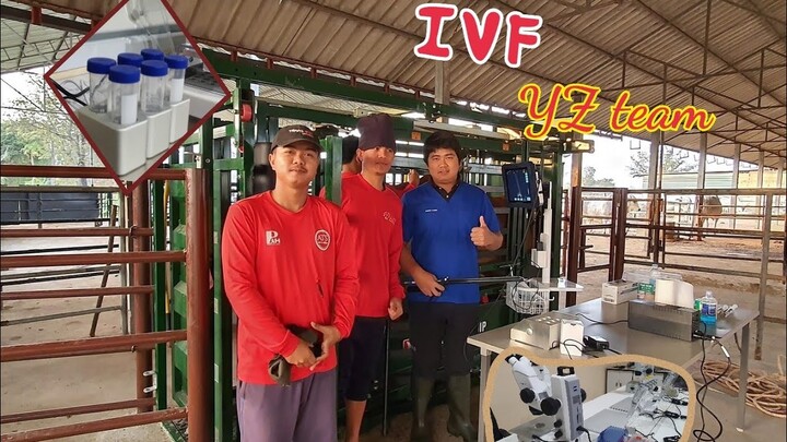 สุดยอดเทคโนยีกับปศุสัตยว์ การเจาะไข่ ทำ IVF กับ YZ Santi farm