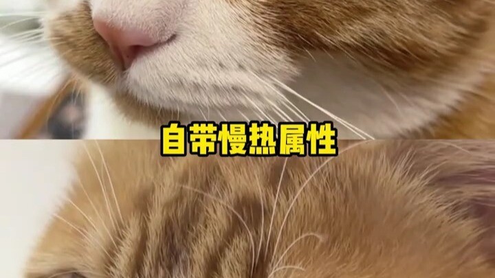 Hóa ra giữa những chú mèo màu cam lớn cũng có sự khác biệt!