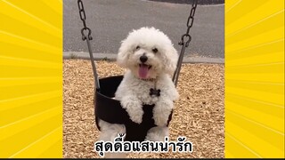สัตว์เลี้ยงเพื่อนขนปุย : สุดดื้อแสนน่ารัก