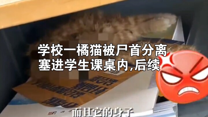 Follow-up: Cat at an Anhui University Dissected and Stuffed into a Student’s Desk