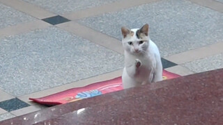 路上偶遇NPC小猫