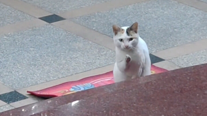 路上偶遇NPC小猫