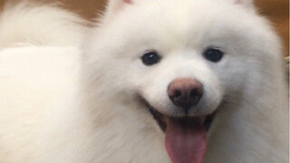 بصراحة، هذه هي الطريقة التي جاء بها سامو إلى منزلي.