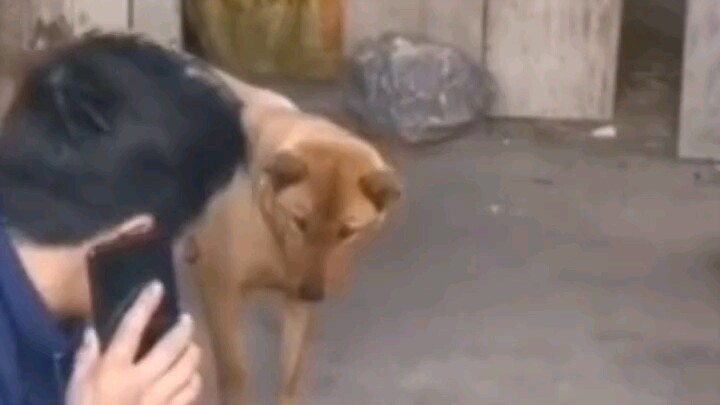 Xiu Gou tahu segalanya, dan sangat canggih dalam hubungan antarmanusia.
