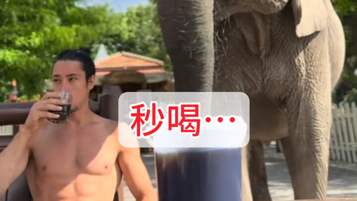 Bukan❗️ Kecepatan ini… Gajah itu masih ingat saat pertama kali bertemu ayahnya…