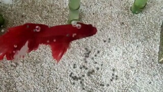 cute betta fish