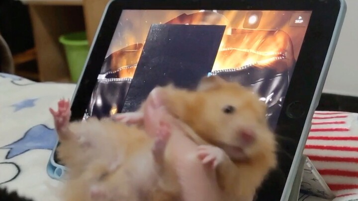 Ayo lihat hasil gacha tikus rumahku (versi dewa keberuntungan)