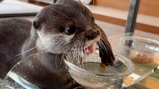 I bought a glass bowl specifically to observe the otter's unique way of eating.