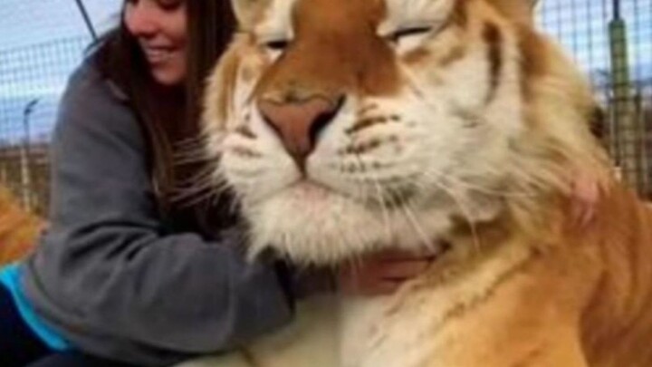 هل تريد مداعبة القط؟ إنه كبير جدًا!