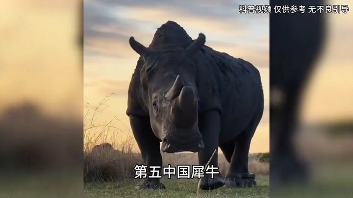 สัตว์ที่สูญพันธุ์ไปแล้ว