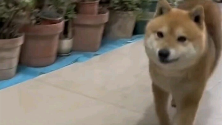 Woof woof is not a little idiot!