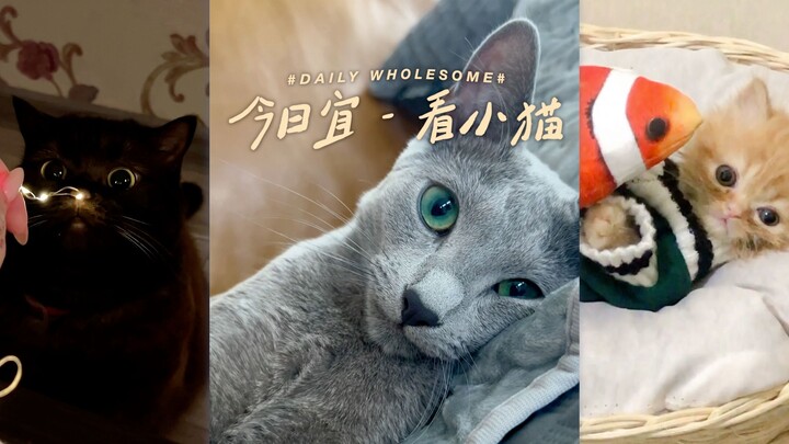 Watching kittens is good for your mental and physical health.