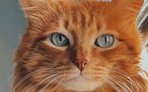 Ánh mắt của mèo có thể trong trẻo đến mức nào?