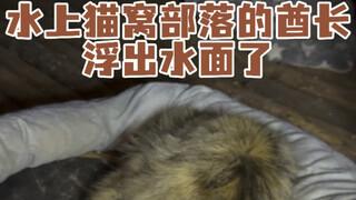 I thought the long-haired lion cub was bullied, but later I found out that it was actually the chief