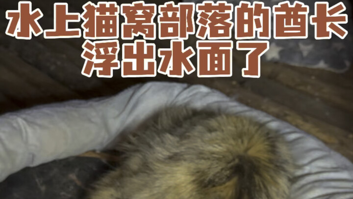本以为长毛小狮子被霸凌了  后来才发现它竟是水上猫窝部落酋长