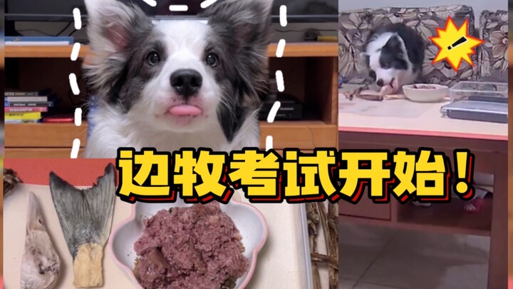 Chú cún của tôi đây, luyện tập suốt một năm rưỡi chỉ để chuẩn bị cho kỳ thi này