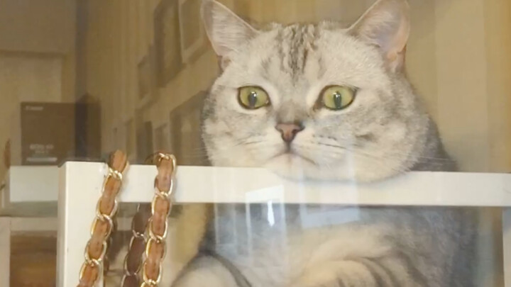 There’s a cat at home that thinks about eating all day long—it looks like it’s about to turn into a 