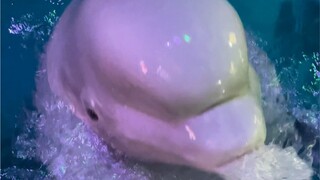 هذا البدين الصغير من الصعب خداعه حقًا 😂