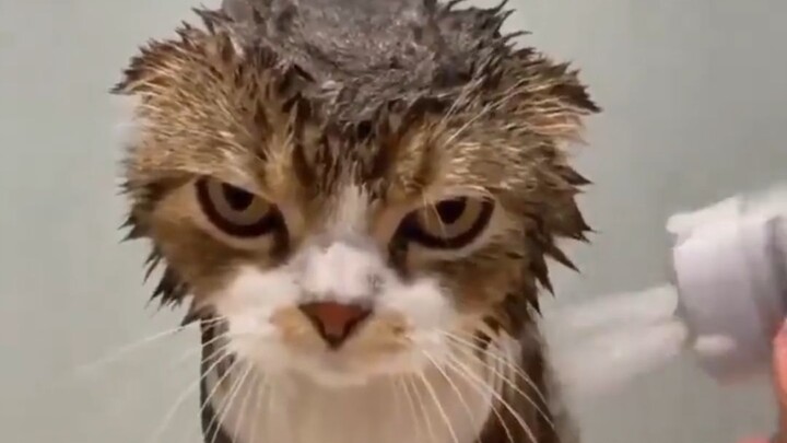 Xác suất bị mèo cào rất thấp, nhưng hoàn toàn không thể bằng 0.