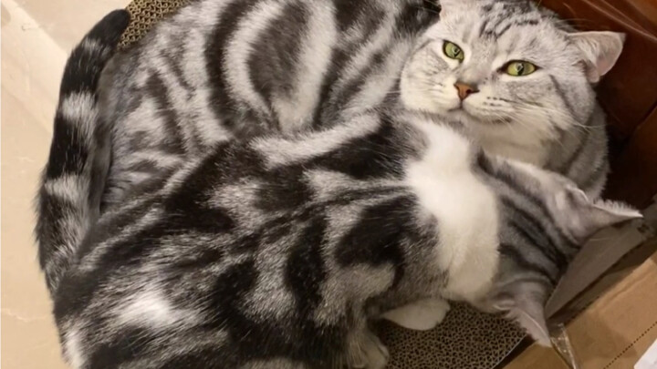 You jerk cat! What are you laughing at?! Are you mocking me? 😭