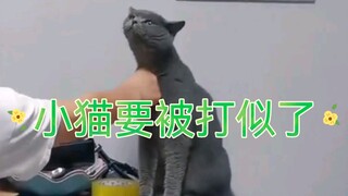 小猫！😭👊🏻