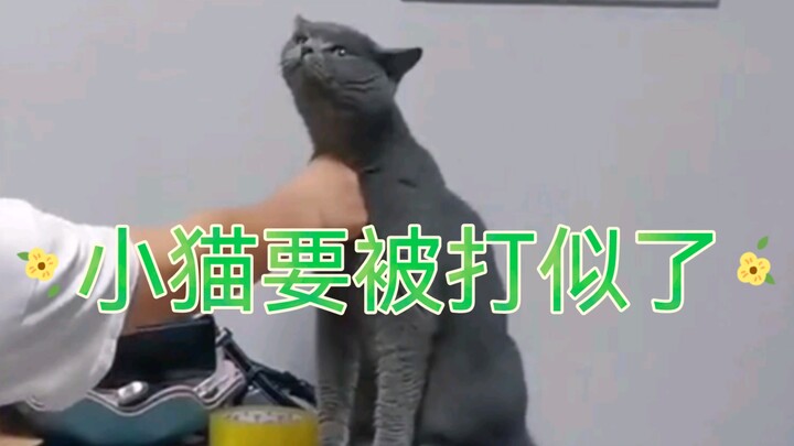 小猫！😭👊🏻