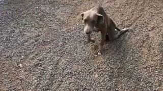 小姐姐和她拯救的“奇迹狗狗”