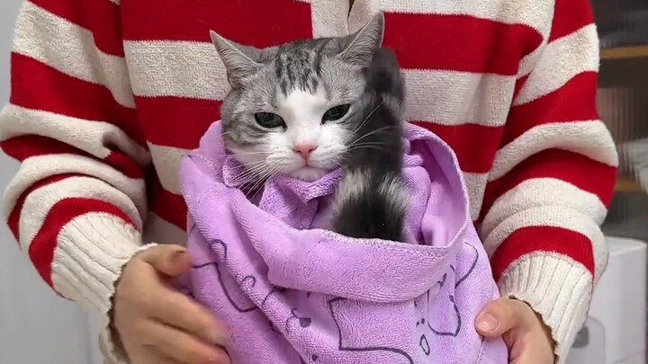 Apa yang harus saya lakukan jika kucing saya tidak mau mencuci telinga atau menyikat giginya? Cara y