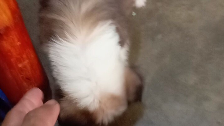 little doggy