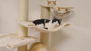 Momen bersejarah, lima kucing berkumpul bersama [tanda tanya][lapar][anak keren][memalukan][kucing]