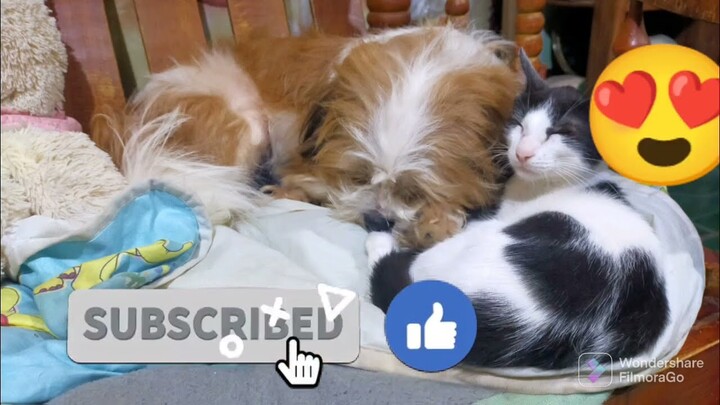 Tuffy and Meggy,away bati#Tanggal pagod#shihtzu #cat