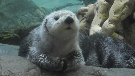 Đứa trẻ mới ở thủy cung