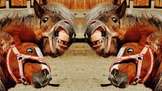 Funny Horses - การเลือกช่วงเวลาตลกกับม้าทำให้คุณหัวเราะออกมาดัง ๆ ~!