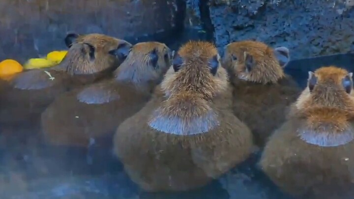 Xiao Kapipi berendam di pemandian air panas, telinganya terus bergetar karena enak banget~